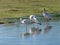 Snowy egrets at \