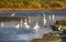 Snowy Egrets Egretta thula fishing