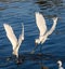 Snowy Egrets fighting each other