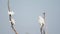 Snowy Egrets and Great Egret in Tree