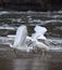 Snowy egrets hunting in the surf