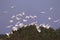 Snowy Egrets landing on tree