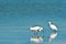 Snowy egrets and reflection looking for food along beach shoreline