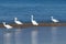 Snowy egrets strolling along shoreline