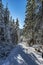 Snowy empty road in the coniferous forest in Sunny winter day