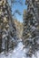 Snowy empty road in the coniferous forest in Sunny winter day