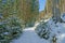 Snowy empty road in the dense coniferous forest in Sunny winter day