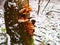 Snowy enokitake mushroom in forest.