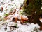 Snowy enokitake mushroom in forest.