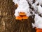 Snowy enokitake mushroom in forest.