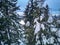 Snowy evergreen or pine trees covered in snow during the winter, overlooking mountains