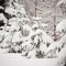 Snowy evergreen trees in the open air. Preparing to decorate evergreen trees with Christmas decorations. Winter, snow