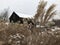 Snowy farm in Ohio