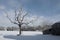 Snowy Farm Tree