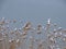 Snowy February day, reeds against the backdrop of a calm lake