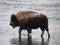 Snowy Female American Bison Wading in Madison River