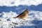 Snowy Female Cardinal