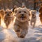 Snowy fetch fun Dogs playing in a winter wonderland with owners