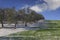 Snowy field with olive grove and unripe wheat. Between Apulia and Basilicata: rural winter landscape with snow dominated by cloud