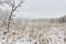 Snowy Field in Wisconsin with Trees