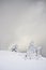 Snowy fields and firs, winter in the Vosges, France.