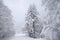 Snowy fields, trees and firs, winter in the Vosges, France.