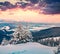 Snowy fir forest  in Carpathian mountains. Dramatic winter sunrise in mountains, Ukraine, Europe. Happy New Year celebration conce