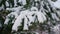 Snowy fir tree branches under layer soft snowflakes closeup. Spruce covered snow