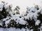 Snowy fir  trees in january wood