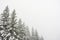 Snowy firs in a foggy weather with large clear copy space