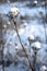 Snowy `flowers` on dry grassy umbrellas in the field