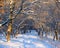 Snowy footpath along trees covered by fresh snow