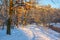 Snowy footpath along trees covered by fresh snow