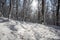 Snowy footpath in winter white forest