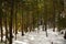 Snowy forest in the Adirondack Mountains High Peaks Region