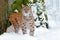 Snowy forest with beautiful animal wild lynx, Germany. Eurasian Lynx walking, wild cat in the forest with snow. Wildlife scene