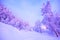 snowy forest, enchanted Forest, emotional winter snow landscape,