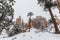 Snowy Forest and Hoodoos in Bryce Canyon National Park