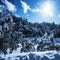 Snowy forest in mountains