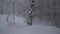 Snowy forest on North slope Aibga Ridge Western Caucasus at all-season resort Gorky Gorod stock footage video