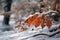 A snowy forest scene reveals vivid autumn foliage on icy branches