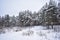 In a snowy forest the silence of the snow figures were so expressive that it becomes weird