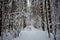 Snowy forest. Ski alleys in a pine forest. The trees are decorated with snowflakes
