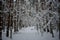 Snowy forest. Ski alleys in a pine forest. The trees are decorated with snowflakes