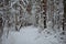 Snowy forest. Ski alleys in a pine forest. The trees are decorated with snowflakes