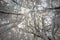 Snowy forest and sky in perspective