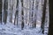 Snowy forest with soft sunlight, snow on the branches of old beech trees.