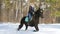 Snowy forest at spring. A woman riding a dark horse on a snowy ground