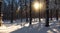 A snowy forest with trees casting long shadows in the golden light