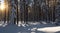 A snowy forest with trees casting long shadows in the golden light